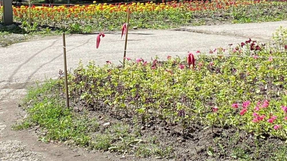 Зачем в Карагачевой роще клумбы огородили палками с тряпками? - горожанин