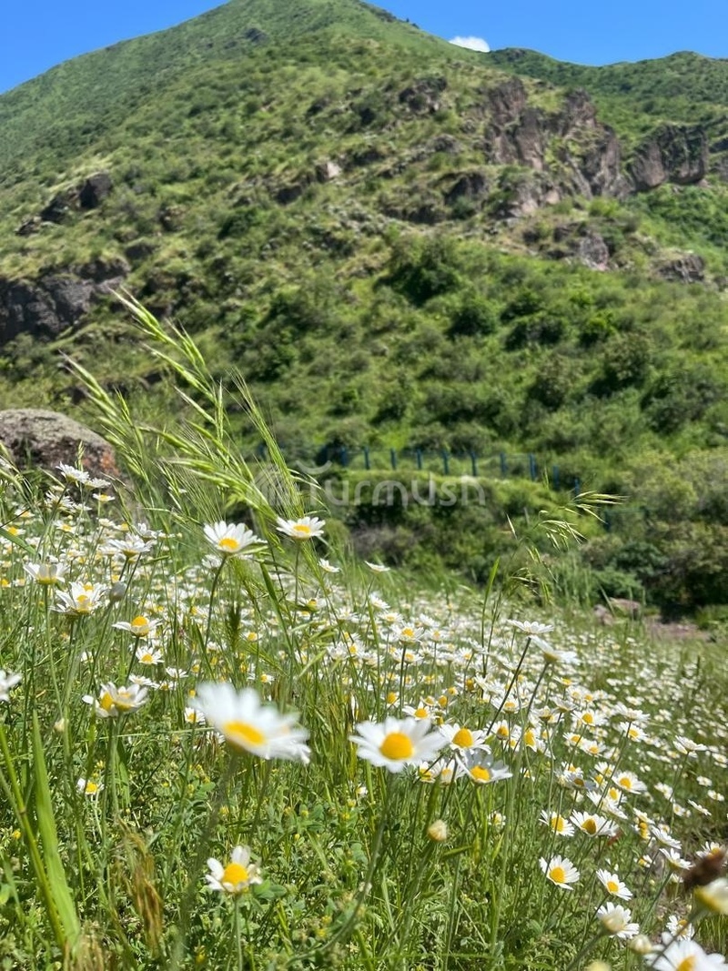 Foothills of Chui region mountains blanketed by chamomile