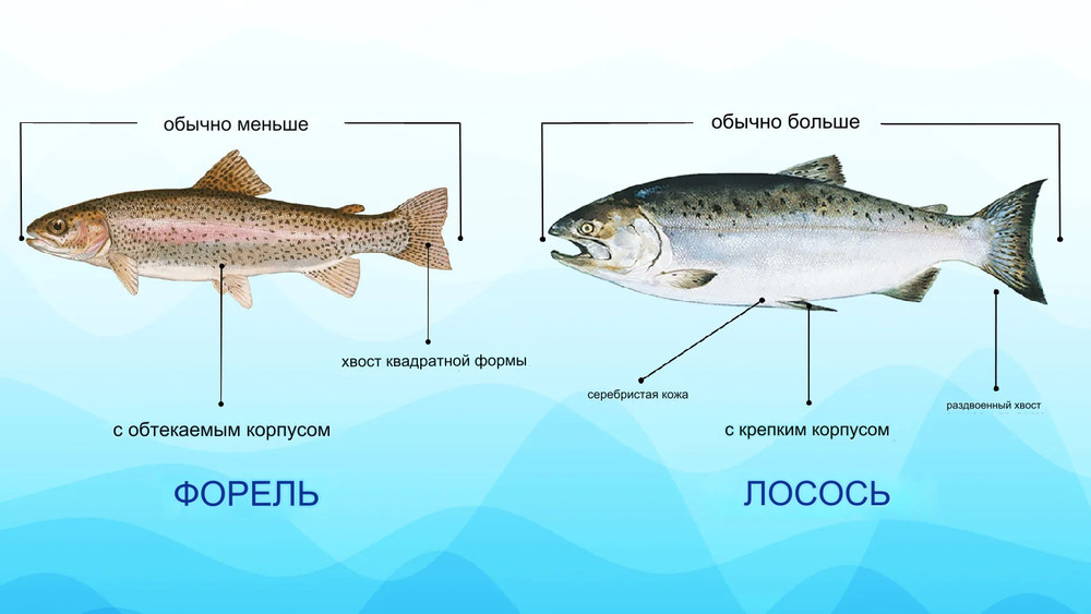 «Форель», которую разводят в Кыргызстане — это не форель, - депутат ...