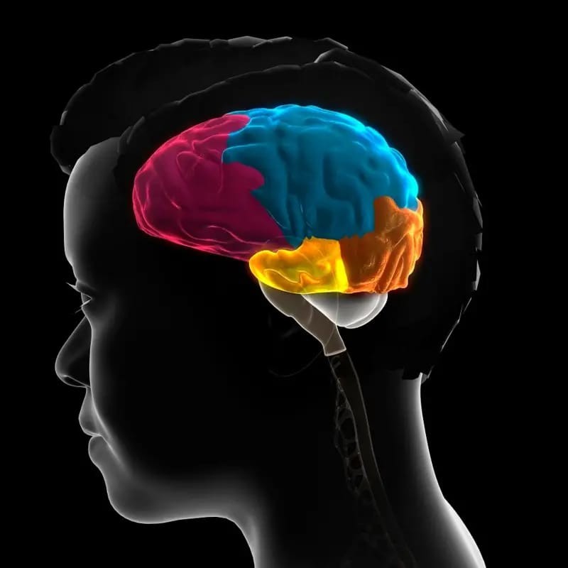 Лобная доля мозга отмечена розовым цветом, теменная — голубым, затылочная — оранжевым, а височная — желтым