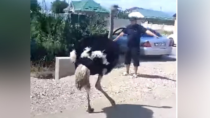 Ostrich escaping from home in Talas caught on camera