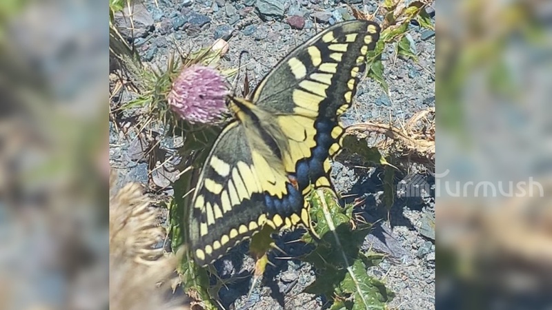 Rare and declining butterfly species spotted in Chui region mountains