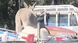 «Портер» без бортов везет осла. Видео