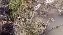 Житель Ысык-Атинского района сообщает об утечке воды. Видео