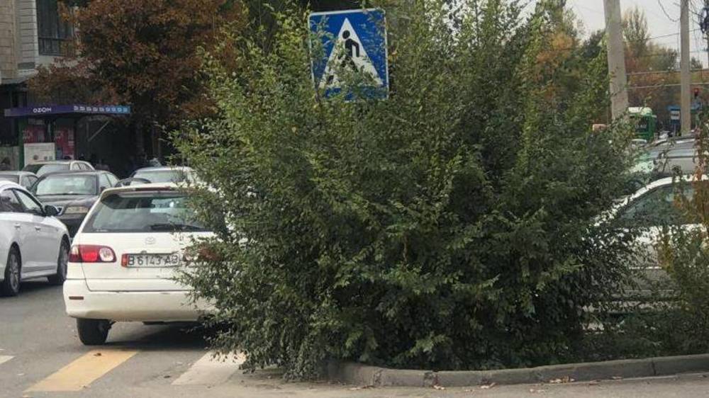 Куст на ул.Суеркулова закрывает обзор водителями. Фото горожанина