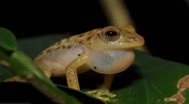 Крошечный Congolius robustus - словно вся экосистема в миниатюре