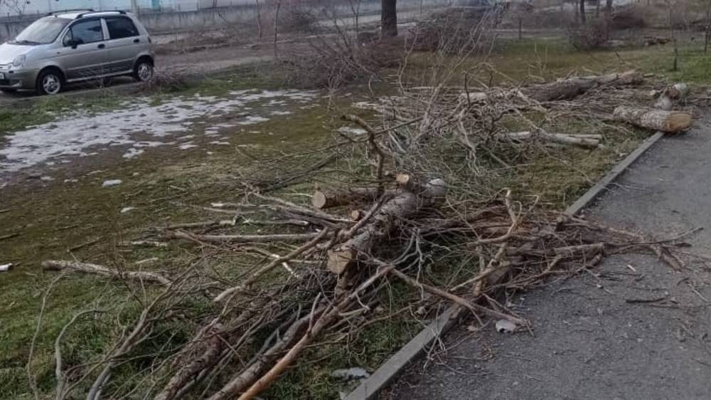 В Көк-Жаре вырубают деревья. Фото