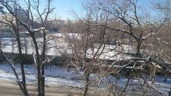 Горожанка жалуется на бродячих собак на Жукеева-Пудовкина. Видео