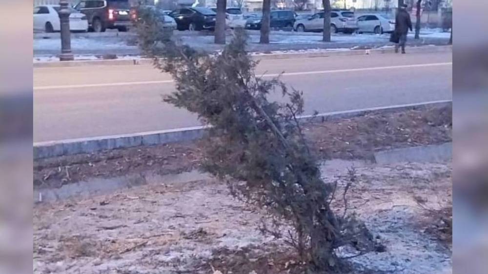 «Бишкекзеленстрой» восстановит скамейки на Айтматова, а также пересадит зеленые насаждения, - мэрия