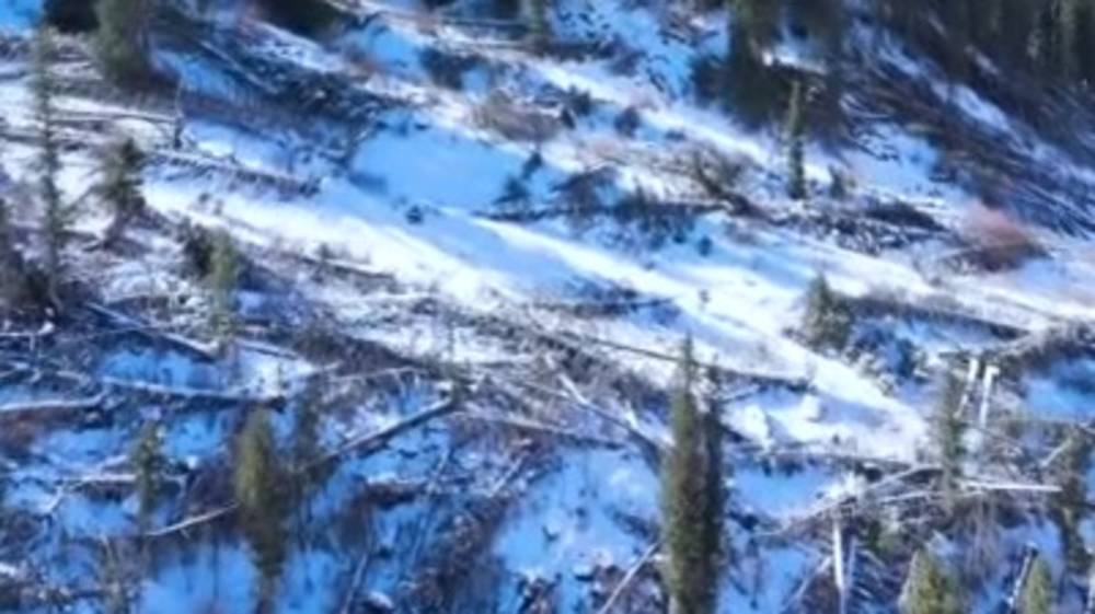 В ущелье Шамси массово вырубают деревья. Видео с дрона