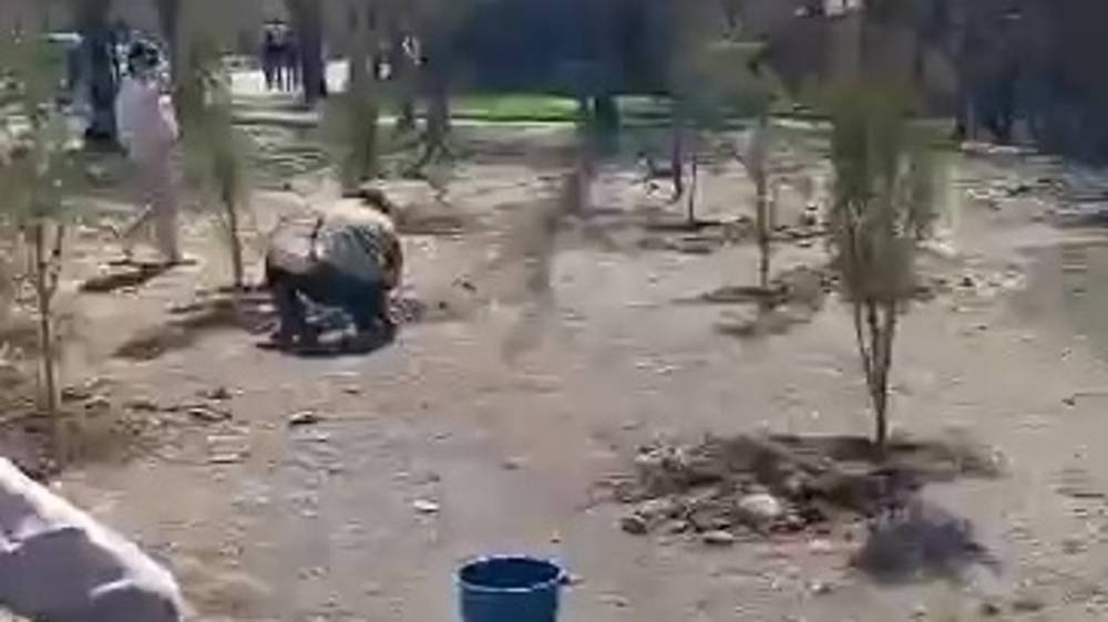 В зеленой зоне в 8 мкр, которую превратили в футбольное поле, посадили туи. Видео мэрии