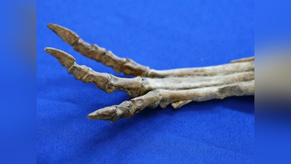 Останки овираптора, представленные во время передачи Монголии в министерстве экономики в Париже.