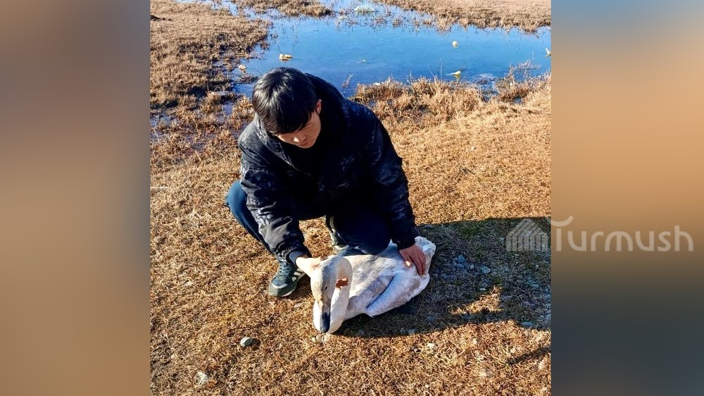 В Джети-Огузском районе местный житель обнаружил и передал милиции больного птенца лебедя