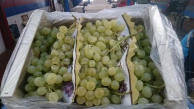 Предлагаем оптовые поставки винограда