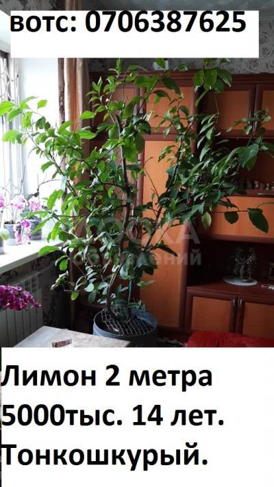 Дерево Лимон
Павловский сорт. 14 лет. Тонкошкурый.