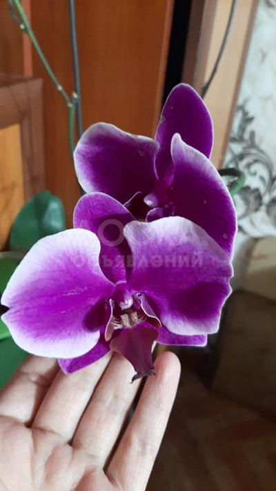 Орхидея. Недавно отцвела.
 1000 сом