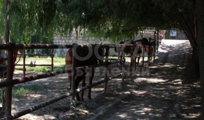 Содержание лошадей на территории центра отдыха Health Club