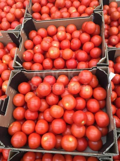 Предлагаем оптовые поставки томатов разных сортов