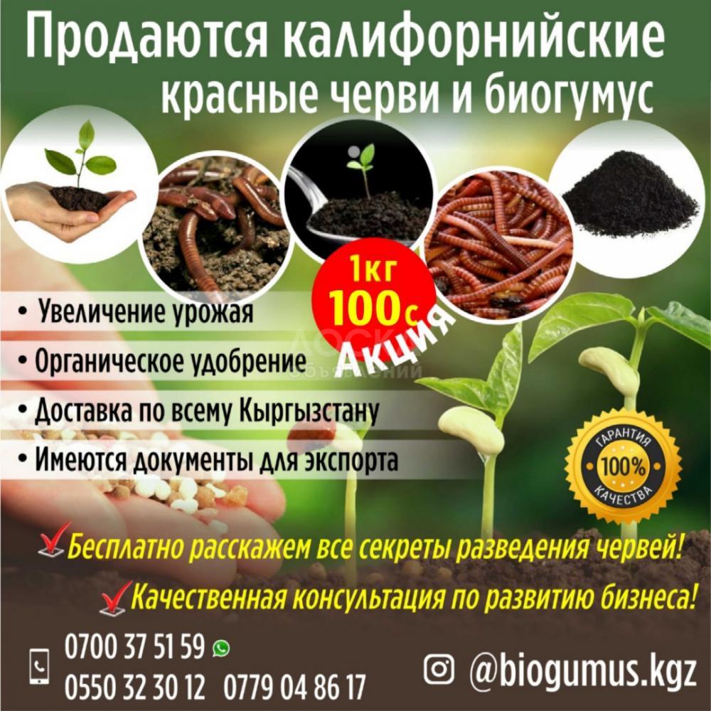 Продаются калифорнийские красные черви и биогумус