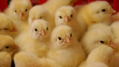 Куры едят кур. Украинцы рассказали об ужасах птицефабрики в Польше (видео)