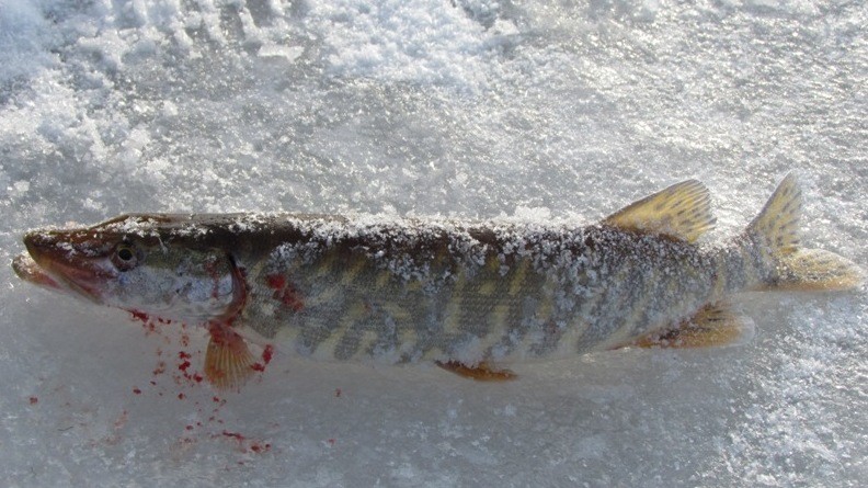 Рыбалка на водоемах Чуйской области