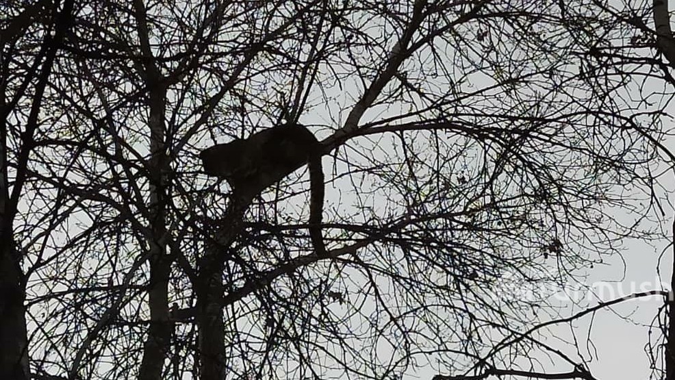 В селе Кок-Ой барс забрался на дерево