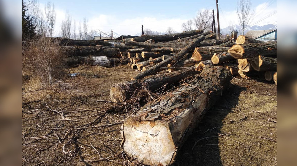 Незаконная вырубка деревьев в Ананьево