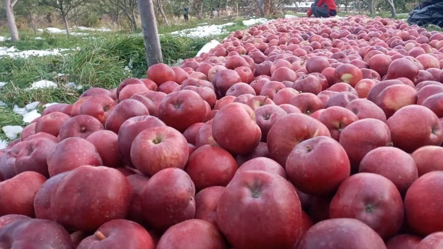 Turmush: Жизнь в регионах: В Тюпе выращивают яблоки весом по 500 граммовкаждое