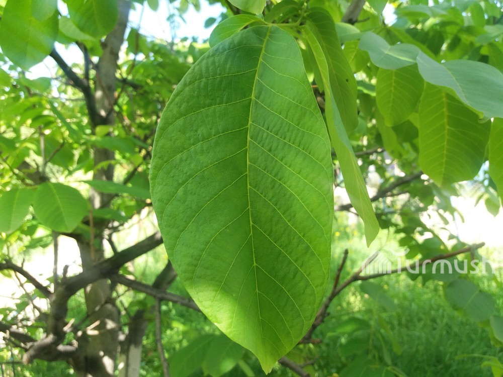 Фото листья орех грецкий орех