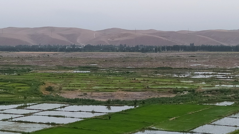 Рисовые поля низовий Сузакского района