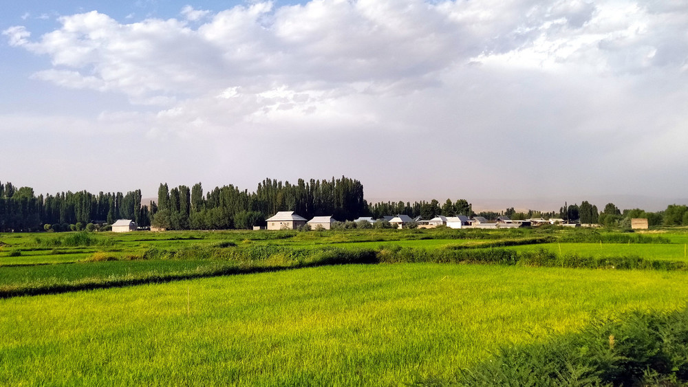 Рисовые поля, село Арал Сузакского района
