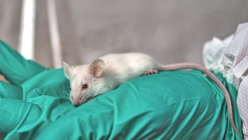 У переболевших коронавирусом мышей заметили признаки болезни Паркинсона, - исследование 