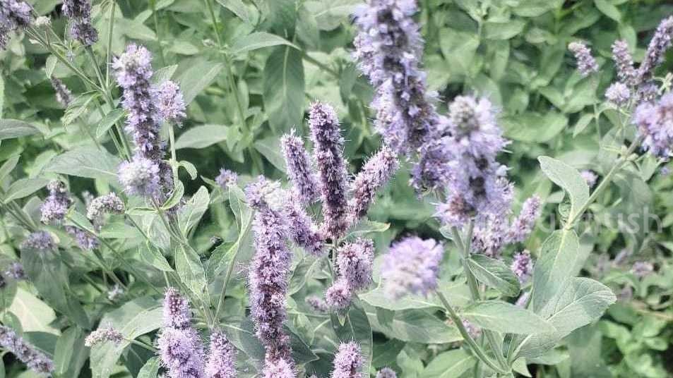 Turmush: Какое растение помогает при хронических головных болях? Фото