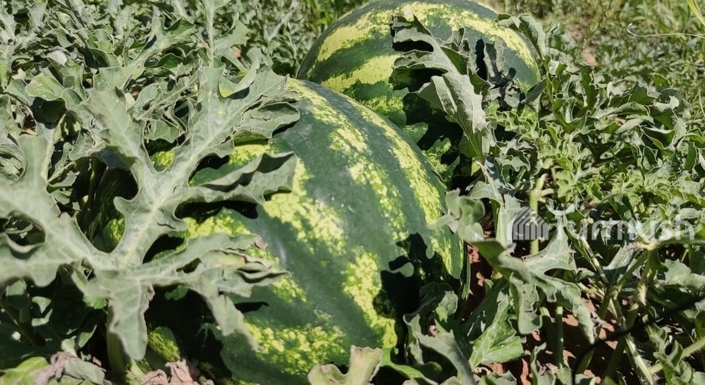 арбуз растет. росток арбуза. рассада дыни и арбуза. арбузы в открытом грунте. арбуз сорт сибирский мед.