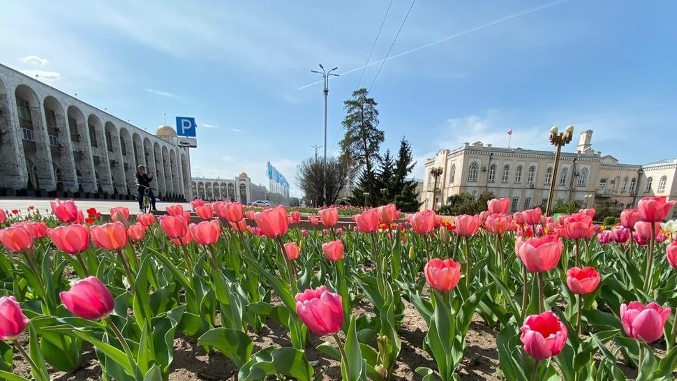 Тюльпаны киргизии
