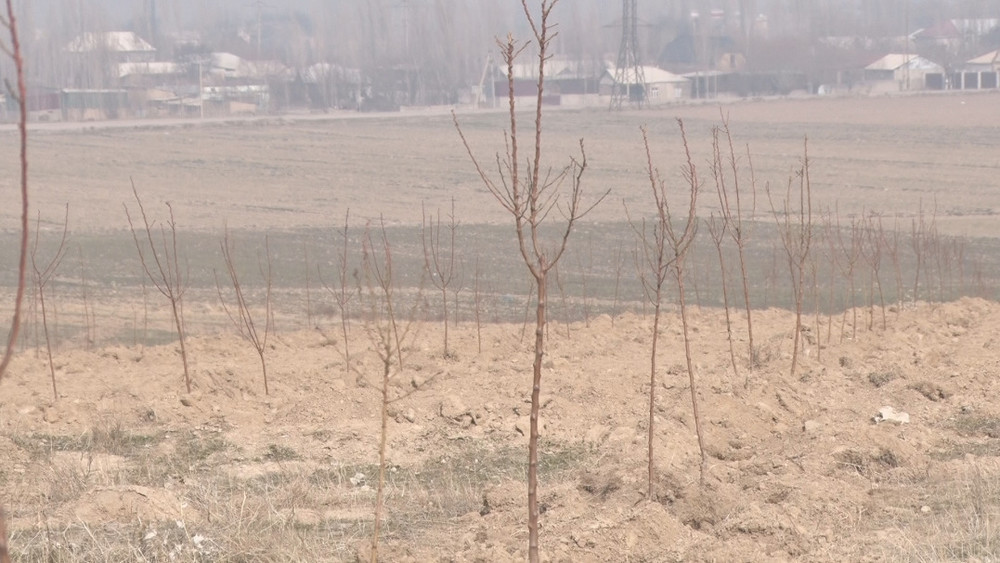 Житель Лейлекского района Н.Бакиров разбил сад на неполивной земле