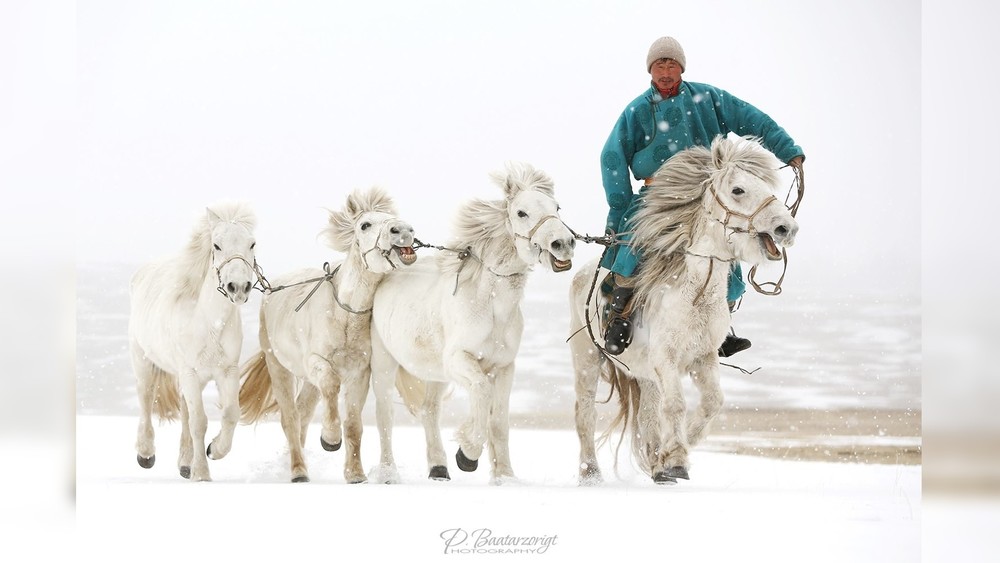 животноводства Монголии