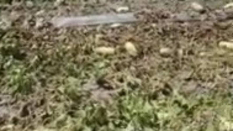 В селе Жаштык у фермера высохли 50 соток бахчи с арбузами и дынями из-за проблем с поливной водой. Видео