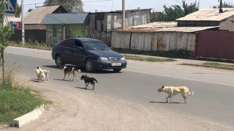 В новостройке Ала-Тоо-1 бродячие собаки нападают на детей и бросаются под машины, - местный житель
