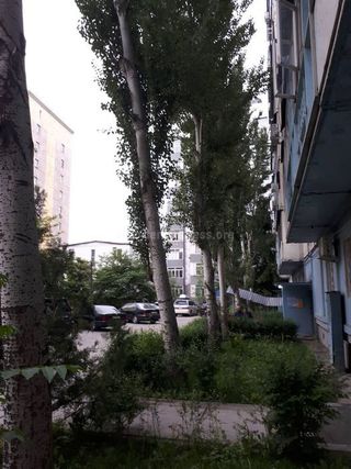 Деревья во дворе дома №8 по ул.Исанова не на балансе «Бишкекзеленхоза»