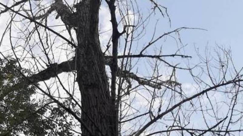 Горожанин жалуется на аварийное дерево по ул.Шоорукова
