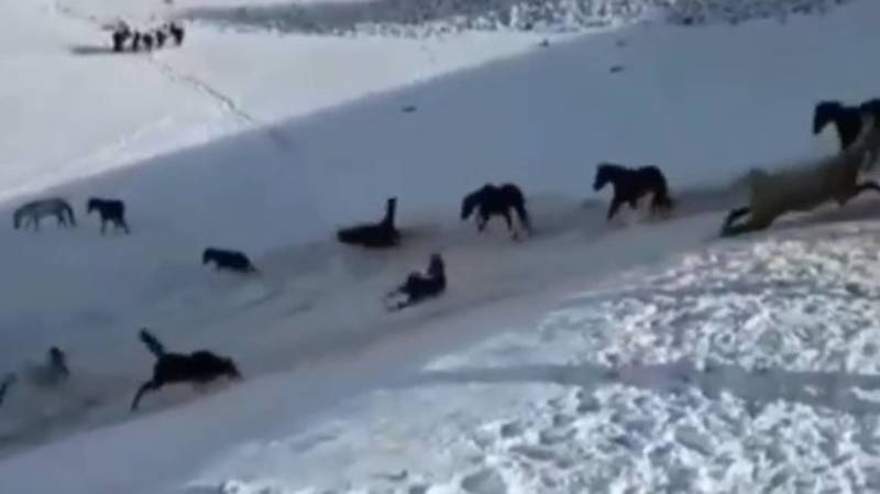 «Как дети малые». Табун лошадей скатывается со снежной горы. Видео