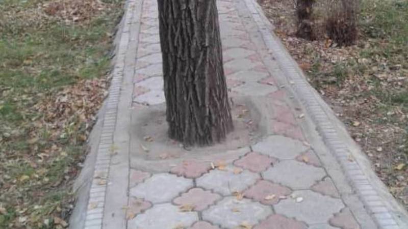 В парке на ул.Бакаева дерево стоит посередине тротуара. Фото