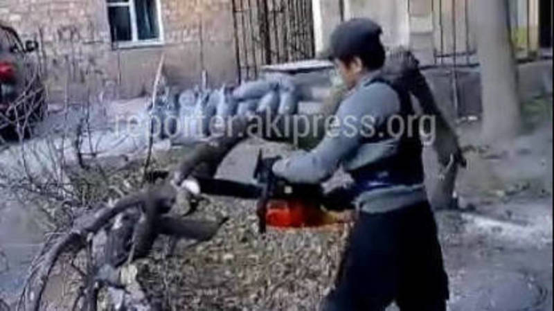 «Бишкекзеленхоз» не проводил вырубку деревьев по ул.Исанова, жителям следует обратиться в милицию, - мэрия