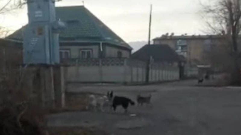 Житель Кара-Балты жалуется на бродячих собак. Видео