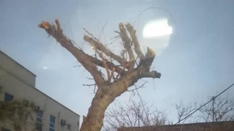 Зачем «Зеленстрой» спиливает кроны деревьев на Ахунбаева? Фото бишкекчанки