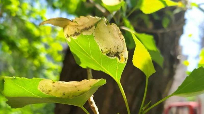 В мкр Аламедин-1 на тополь напала «зараза», съедающая листья изнутри, - горожанка. Фото