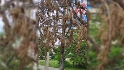 Горожанка жалуется на засыхающие деревья по улице Юнусалиева