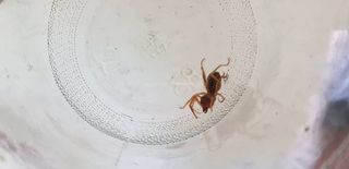 Фото, видео — В Ак-Тале обнаружили паука, похожего на Galeodes caspius Birula