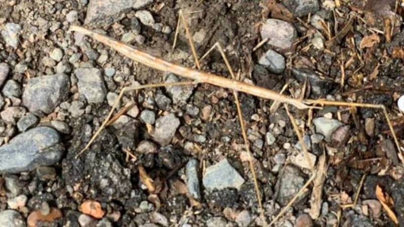Горожанин встретил «насекомое-привидение» в Ботсаду. Видео и фото